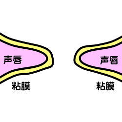 粘膜と声唇画像